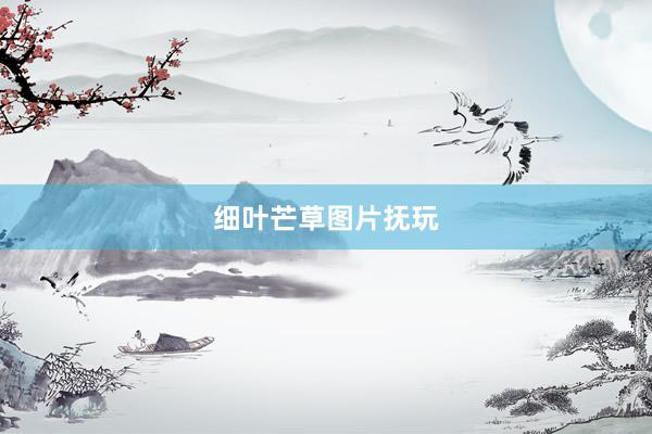 细叶芒草图片抚玩